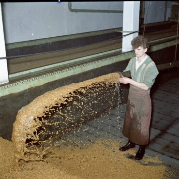 Das Foto zeigt einen Arbeiter in der Hochheimer Malzfabrik, der gerade nasses Malz aus einer Leitung schöpft. Im Hintergrund ist eine lange, mit Malz gefüllte Anlage zu sehen, die Teil des Produktionsprozesses ist.