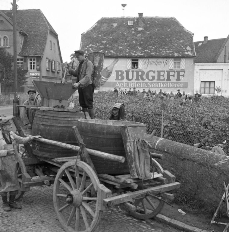 Arbeiter füllen einen großen Holzkarren mit Trauben. Im Hintergrund ist ein Gebäude mit der Aufschrift "Burgeff Aelt. Rhein. Sektkellerei" zu sehen.