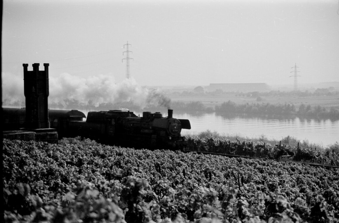 Eine dampfende Lokomotive fährt durch die Weinberge in Hochheim am Main, mit dem Fluss im Hintergrund. Der Zug zieht eine dicke Rauchwolke hinter sich her, während er an dem Königin-Victoria-Denkmal vorbeifährt.