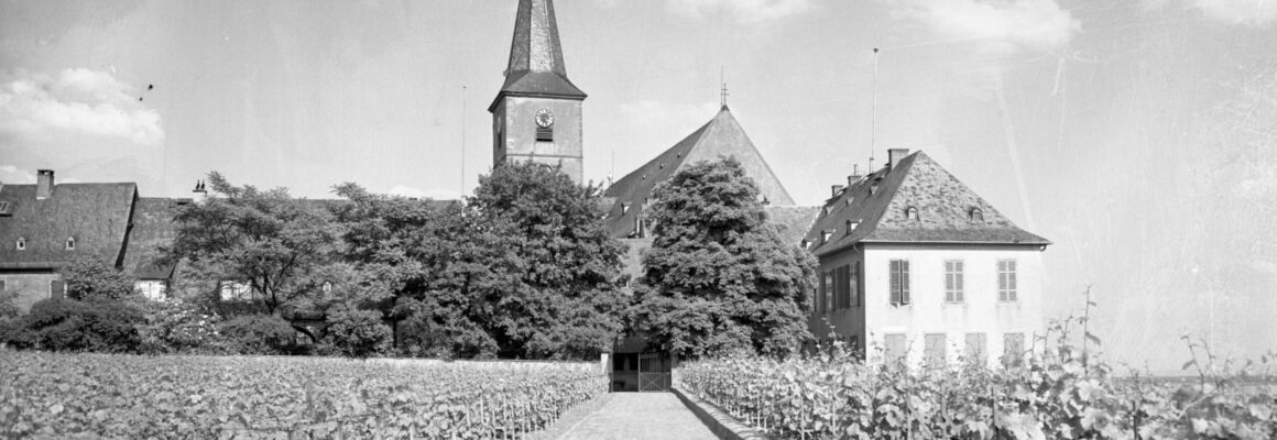 Das Bild zeigt einen Blick auf Hochheim von den südlichen Weinbergen aus. Im Vordergrund erstrecken sich in Reihen angeordnete Weinreben, die einen Weg zum historischen Domänenhof säumen. Im Hintergrund erhebt sich die Kirche St. Peter & Paul mit ihrem markanten Kirchturm. Die umgebenden Bäume und Gebäude unterstreichen die idyllische Atmosphäre dieser Weinanbauregion.