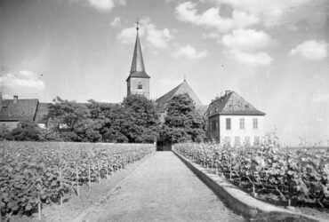 Das Bild zeigt einen Blick auf Hochheim von den südlichen Weinbergen aus. Im Vordergrund erstrecken sich in Reihen angeordnete Weinreben, die einen Weg zum historischen Domänenhof säumen. Im Hintergrund erhebt sich die Kirche St. Peter & Paul mit ihrem markanten Kirchturm. Die umgebenden Bäume und Gebäude unterstreichen die idyllische Atmosphäre dieser Weinanbauregion.