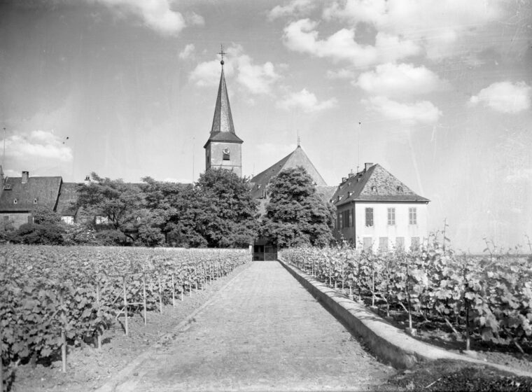 Das Bild zeigt einen Blick auf Hochheim von den südlichen Weinbergen aus. Im Vordergrund erstrecken sich in Reihen angeordnete Weinreben, die einen Weg zum historischen Domänenhof säumen. Im Hintergrund erhebt sich die Kirche St. Peter & Paul mit ihrem markanten Kirchturm. Die umgebenden Bäume und Gebäude unterstreichen die idyllische Atmosphäre dieser Weinanbauregion.